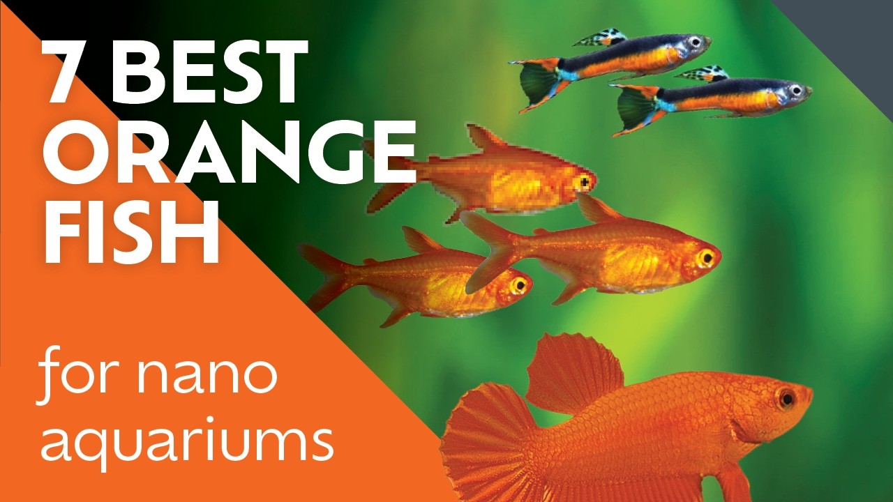 Vibrant Orange Fish You Need to See