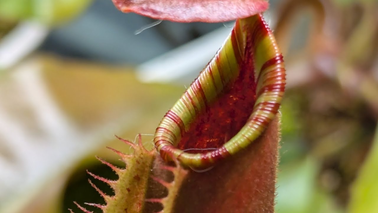 Nepenthes Veitchii Grex Guide: 2025