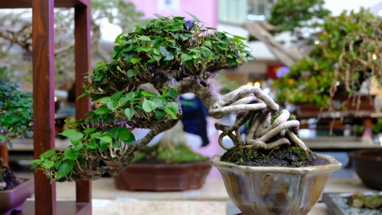 Philippine Bonsai Show March 2019: SANIB PWERSA at SM North Edsa