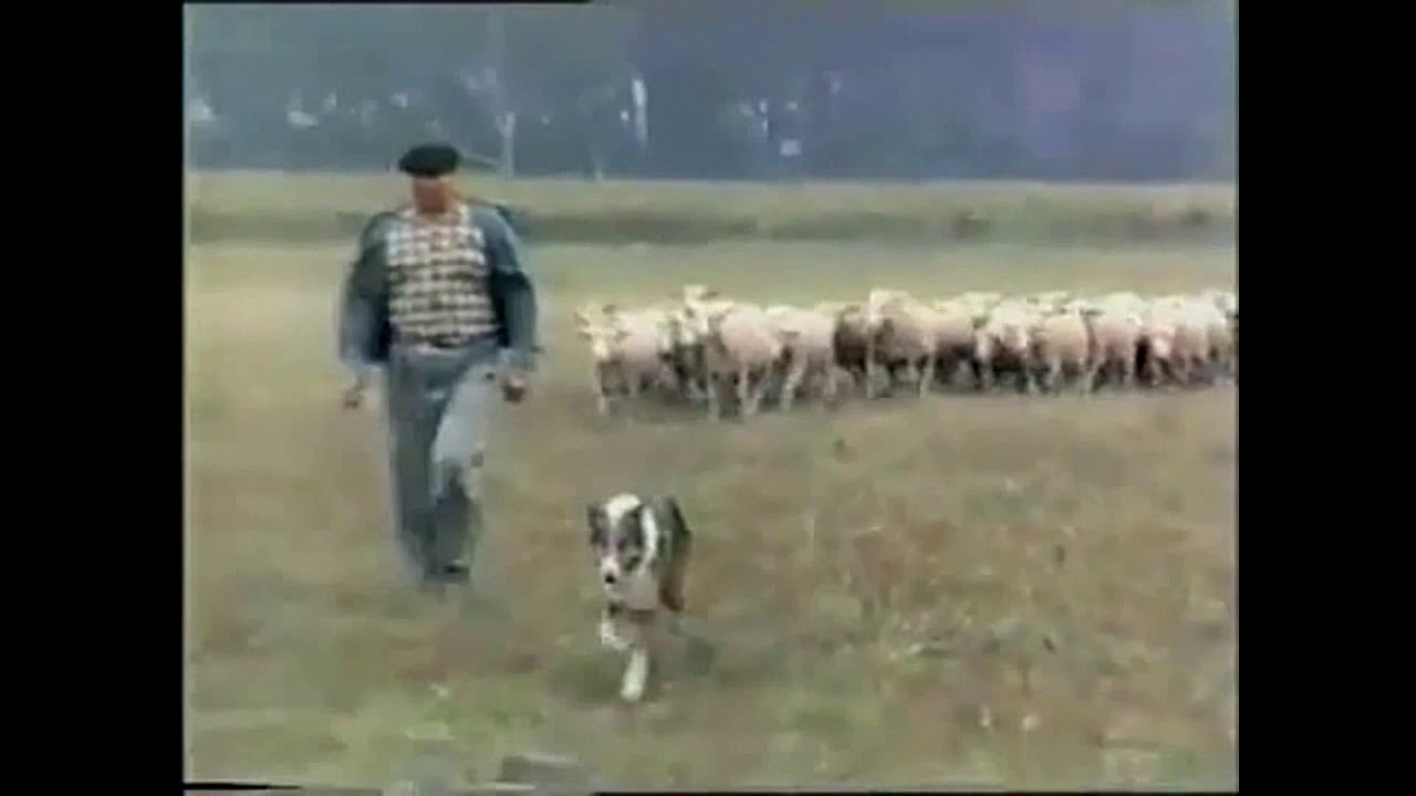 Kombinat PGR Karolew rok 1986 (owczarnia Dorotów)