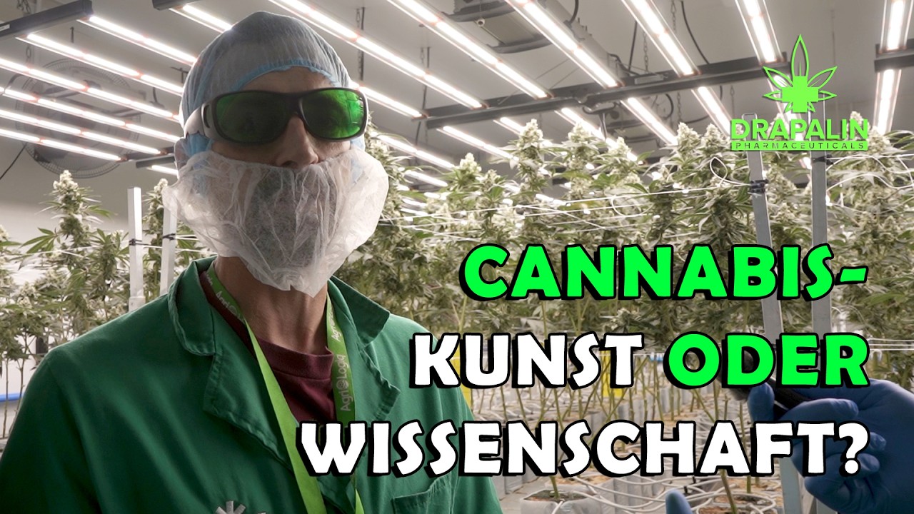 Cannabis-Anbau – Kunst oder Wissenschaft? | Umfrage in Südafrika | Folge 21