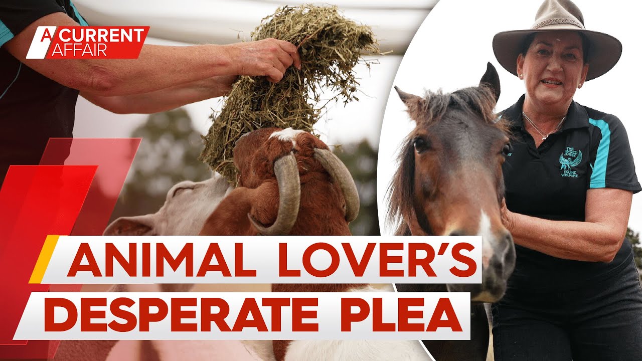 Cost-of-living crisis threatens animal welfare charity as donations dwindle | A Current Affair