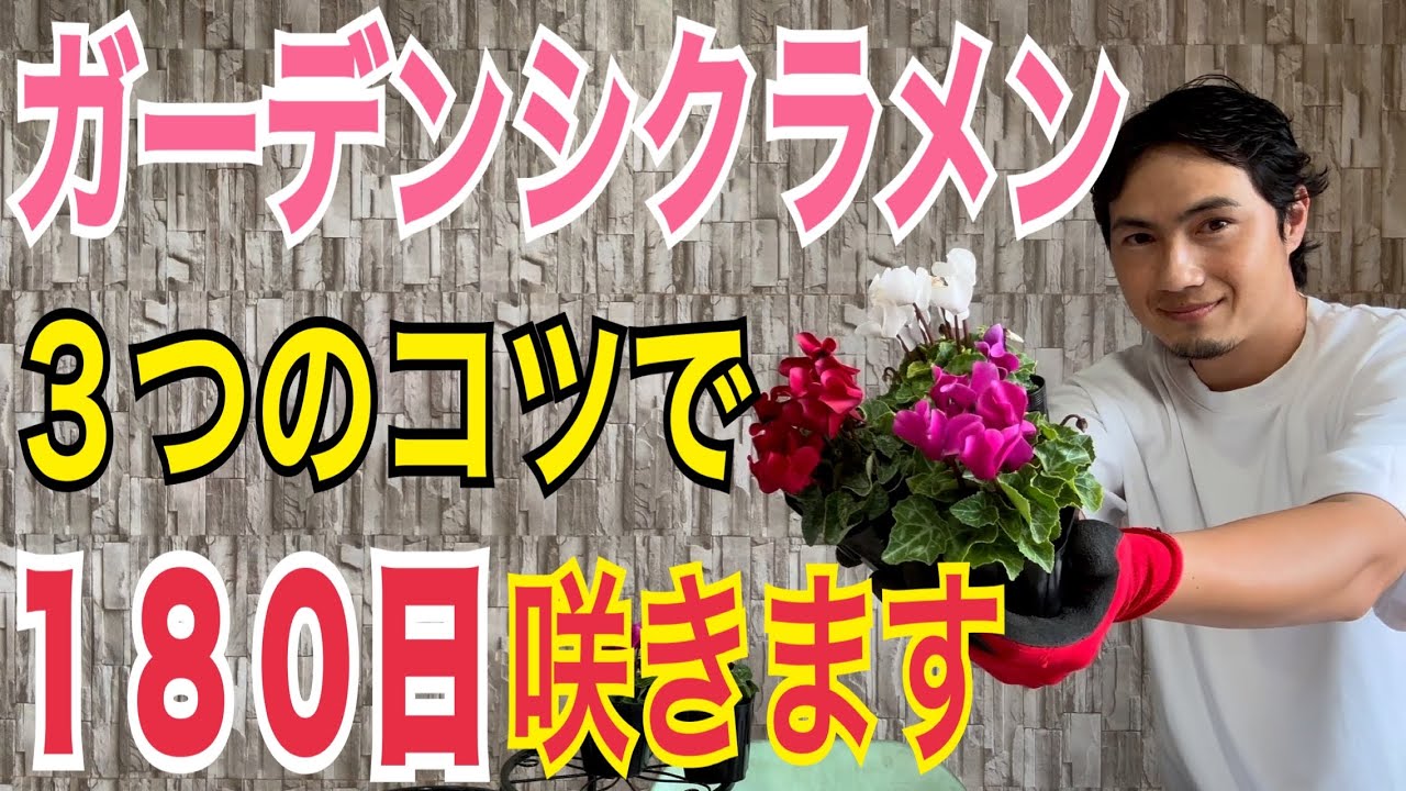 【ガーデンシクラメン】初心者でも180日咲かせる3つのコツを実践で解説します！！