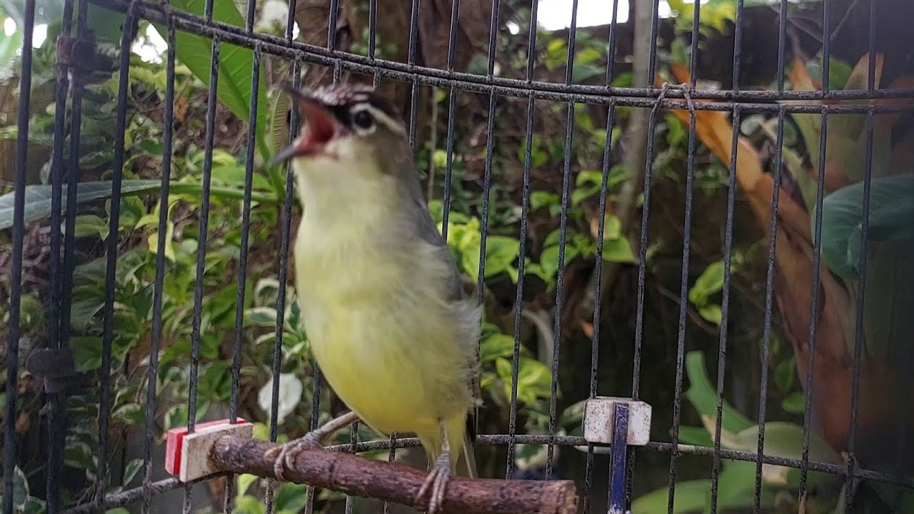 Burung Prenjak daun gacor Bisa Buat pancingan burung Bisu