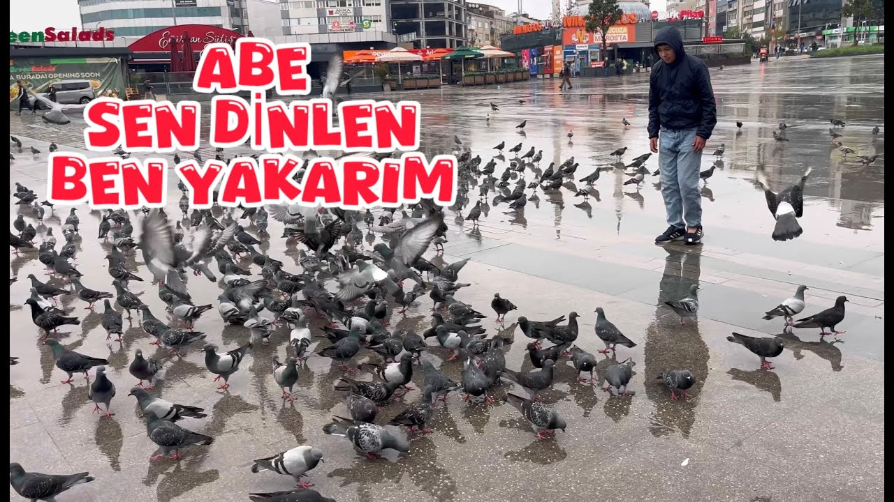 YABANİ GÜVERCİNLER ARASINDA KAÇAK AVI ( ABE BENDE KAÇAÇIYIM )