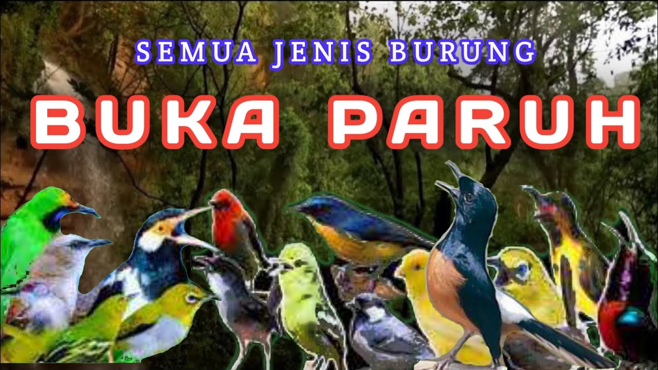 TERAPI PAGI DAN MALAM HARI, TERAPI SEMUA JENIS BURUNG AGAR GACOR,Terapi Air untuk semua jenis burung