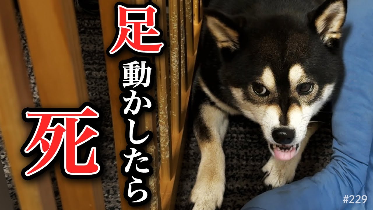 足を動かしたらブチ切れる柴犬