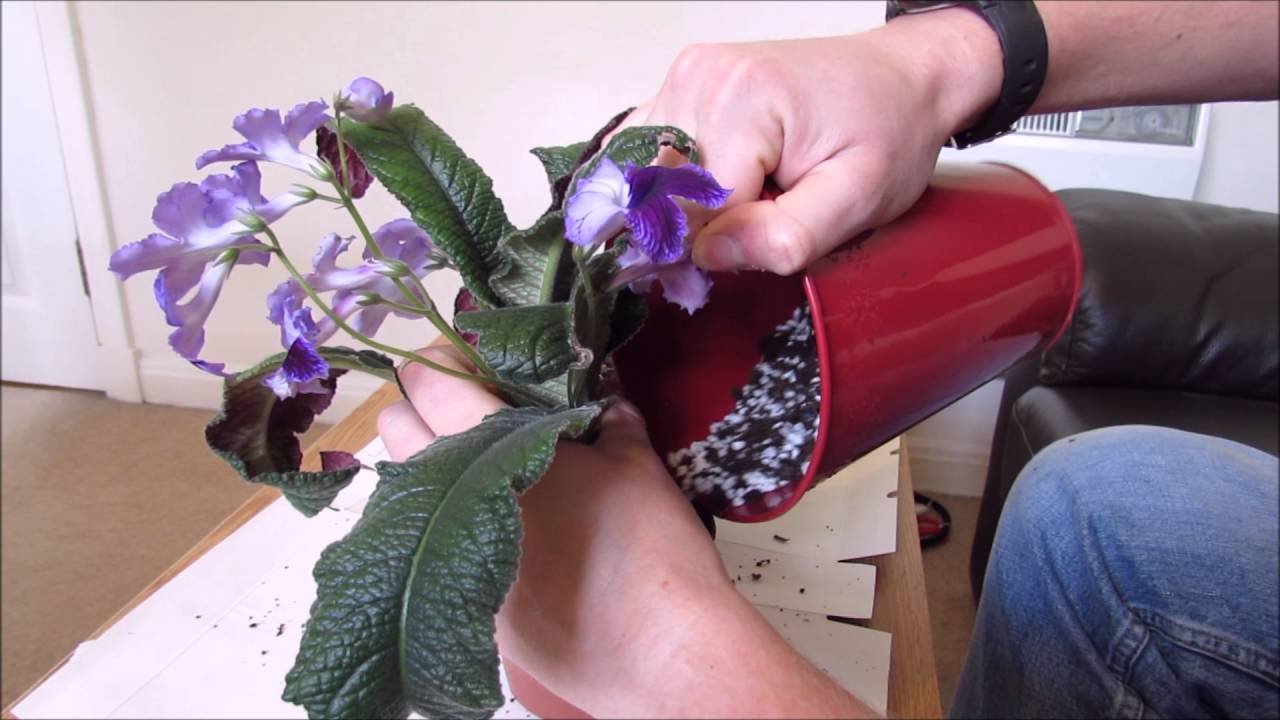 Repotting My Streptocarpus