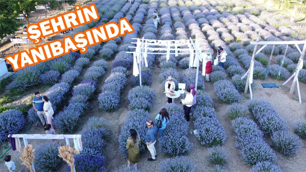 YOZGAT LAVANTA BAHÇESİ