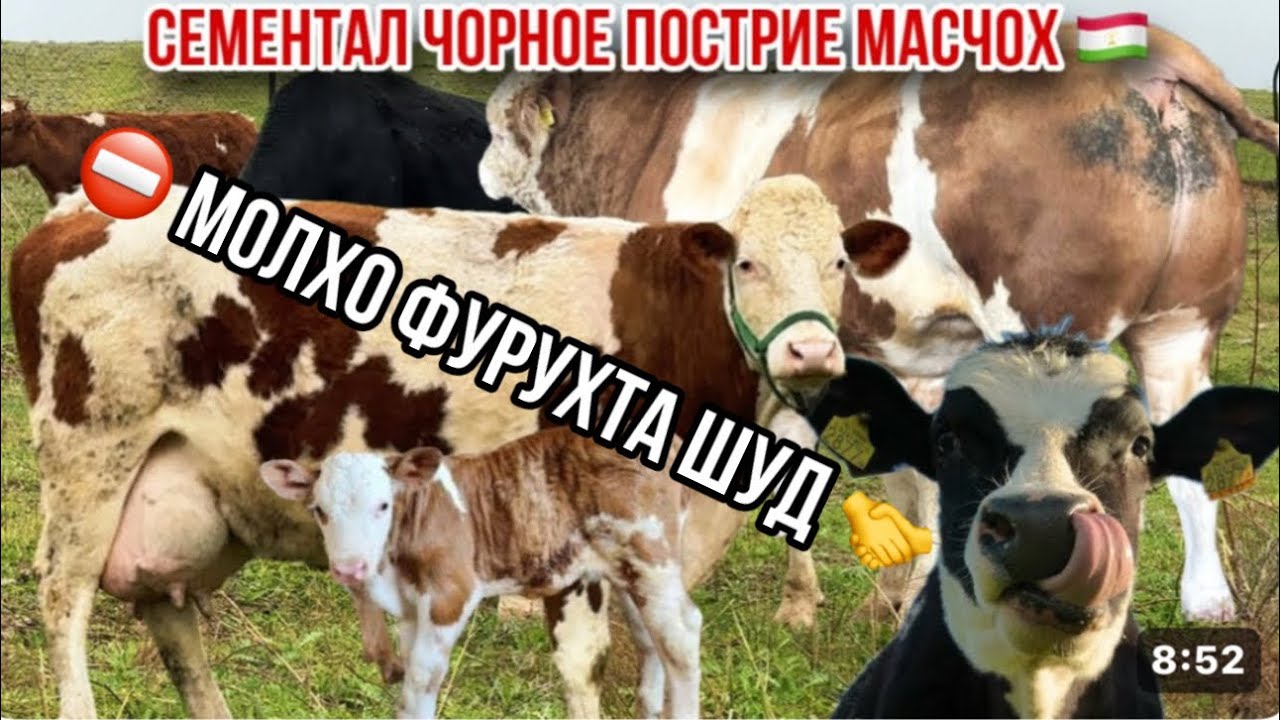 Семетал бугуз сиеҳ ало Голштин Масчоҳ 10 марта 2026 г.