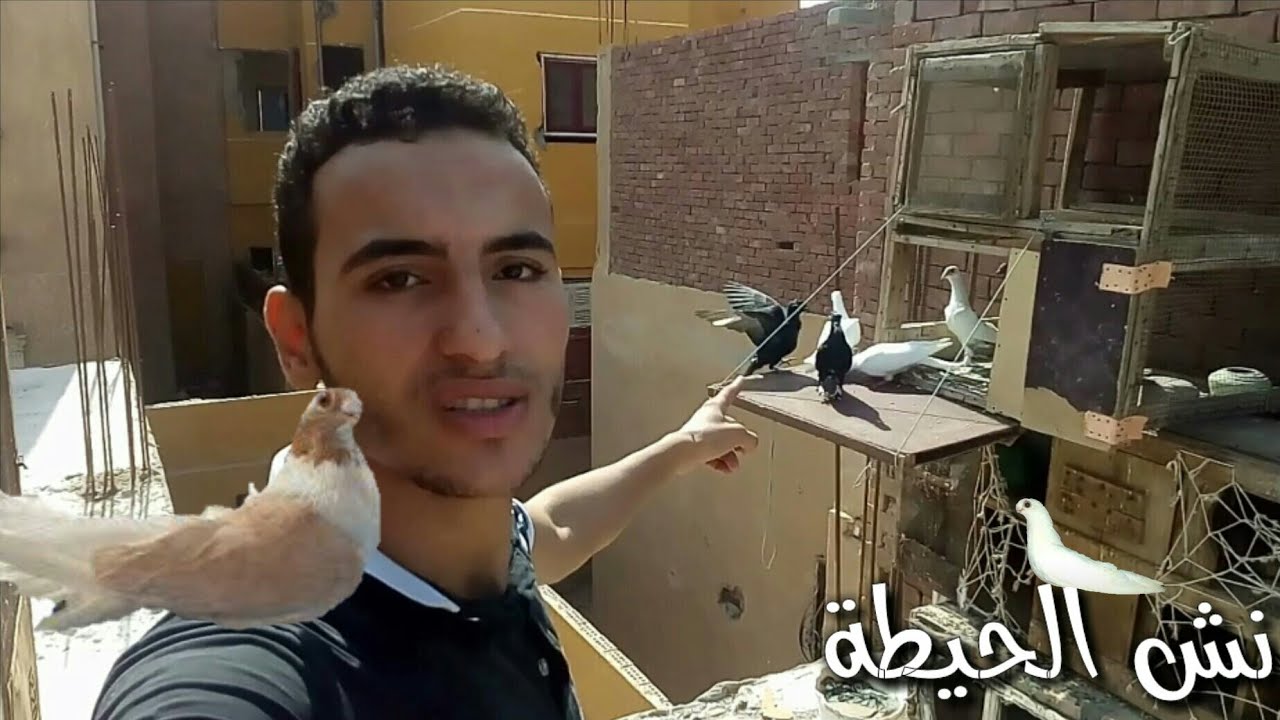 ازي تنش الزغليل من المصطبة اول طلعة للزغليل الحلقة ((1)) #يوسف_صبحي