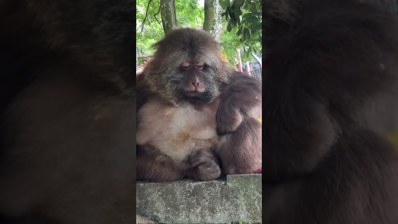 XingXing is sleepy.. 😴 #monkey #xingxing #cute #lovely