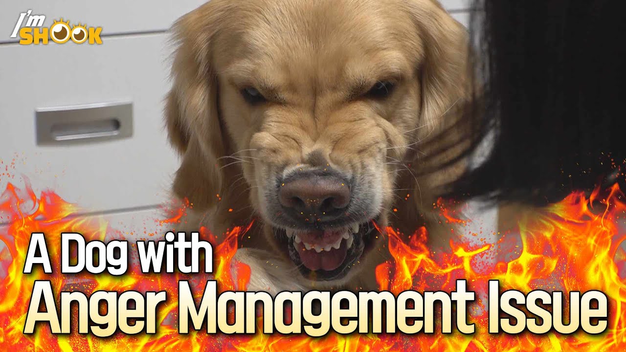 Собака с проблемами управления гневом! Как готичный гангстер!