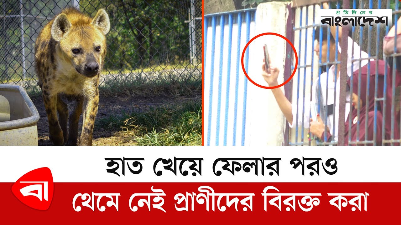 বাচ্চার হাত খেয়ে ফেলা হায়েনাকে দেখতে উপচে পড়া ভিড়! | Mirpur Zoo | Hyena | Child