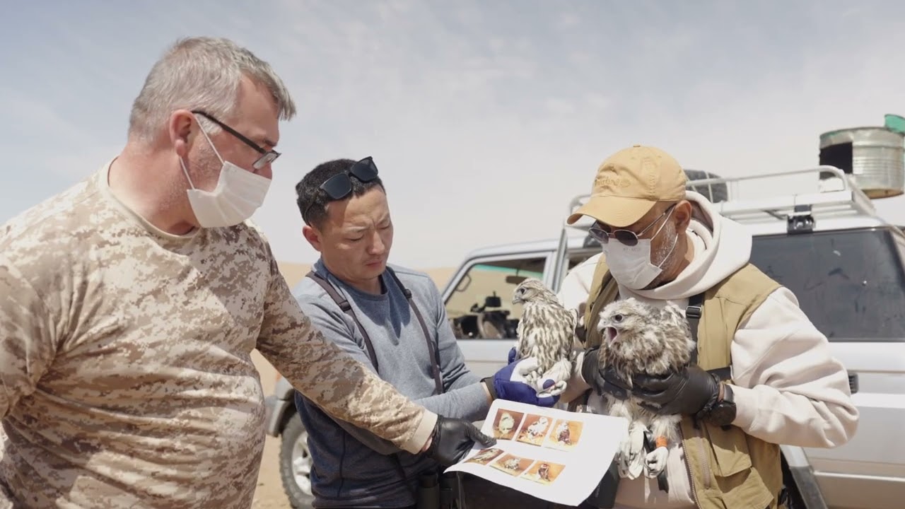 Mongolia Saker Falcon Nest Project - Field Highlights 2023