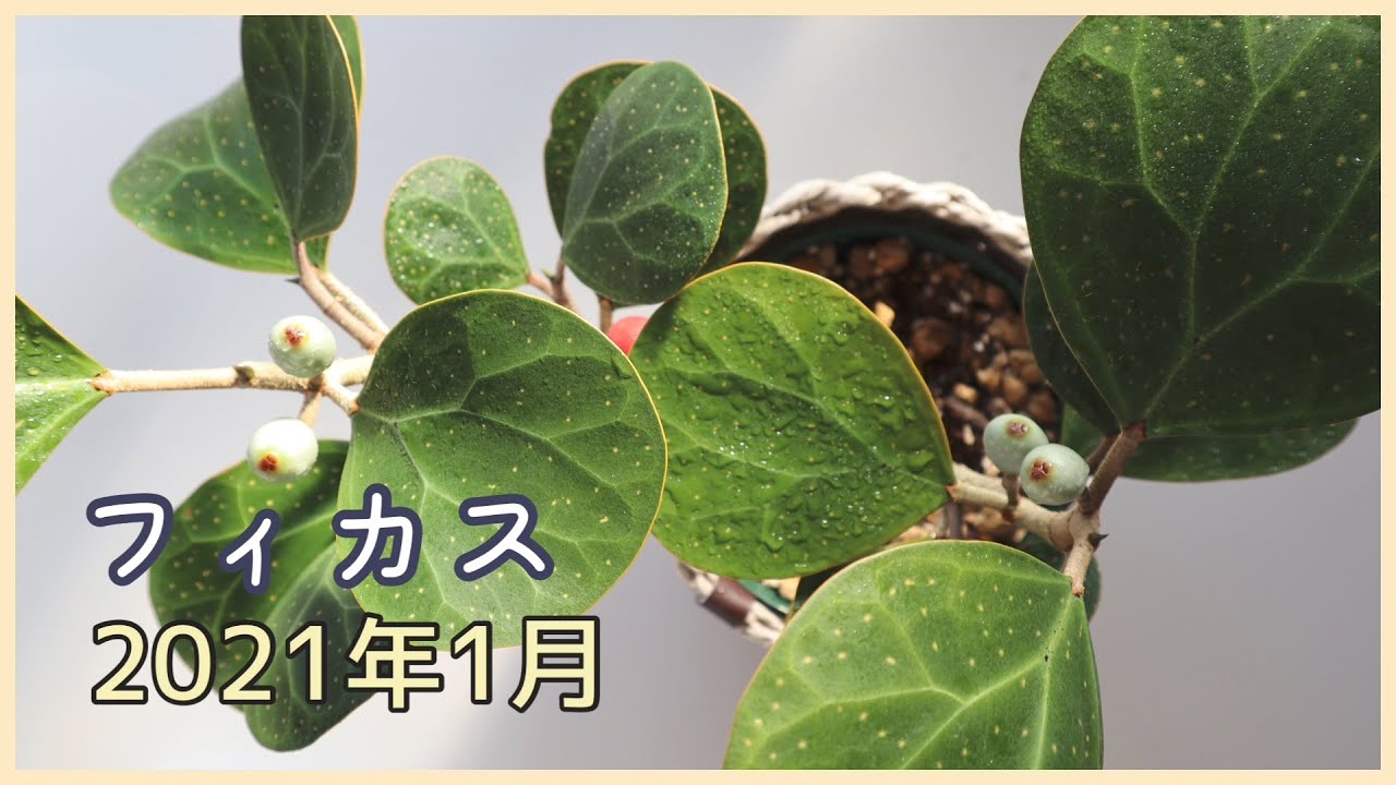 フィカスたちの2021年1月の記録｜観葉植物