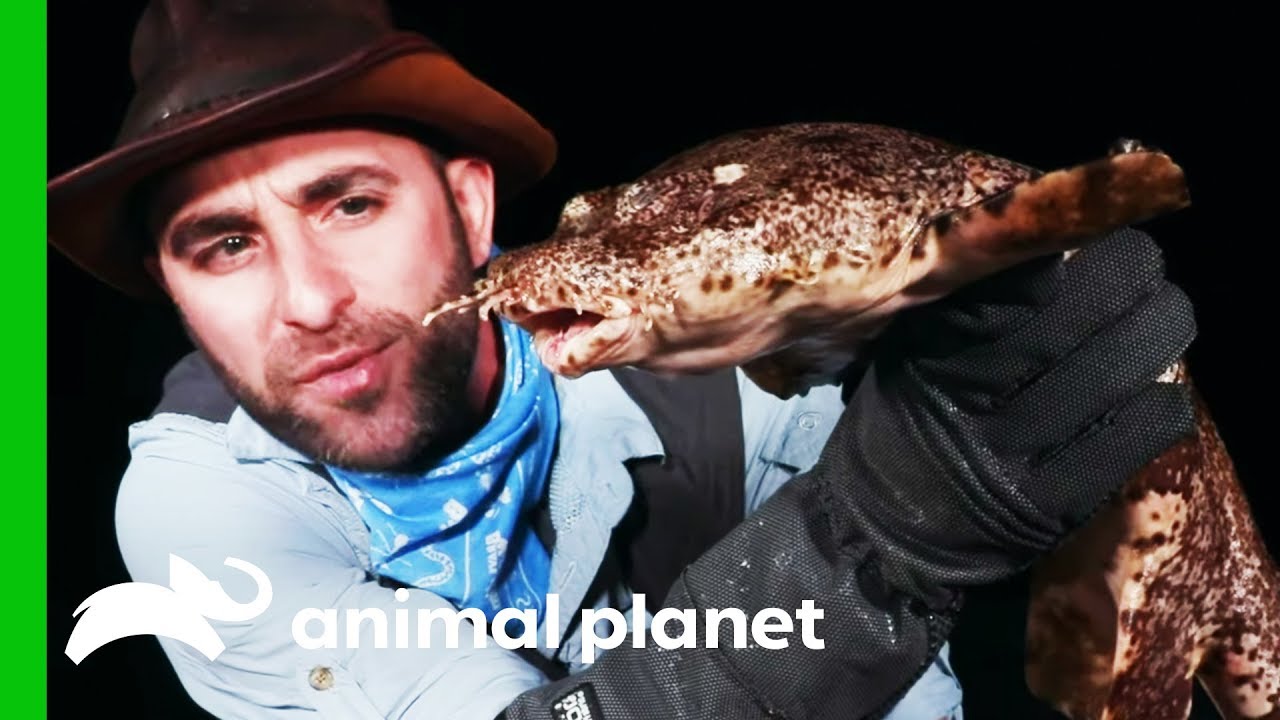 Searching For A Wobbegong Shark On Australia's Coast | Coyote Peterson: Brave The Wild