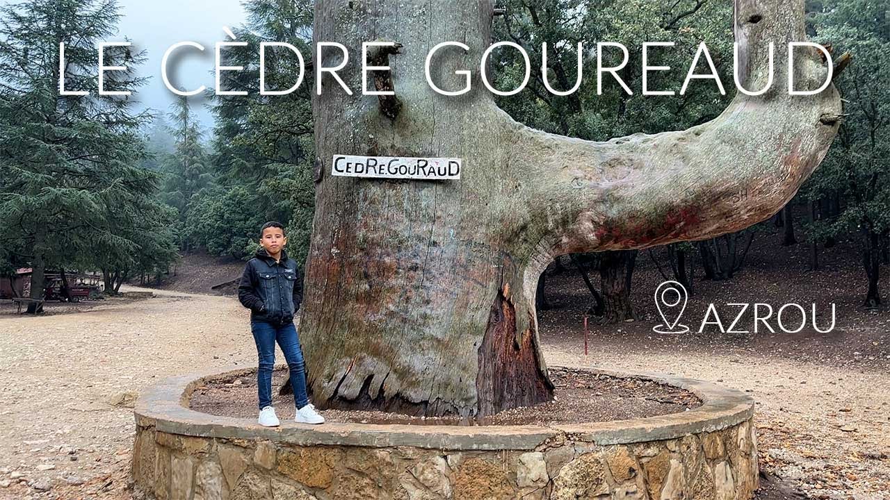 Le cèdre Gouraud  (Images 4K)