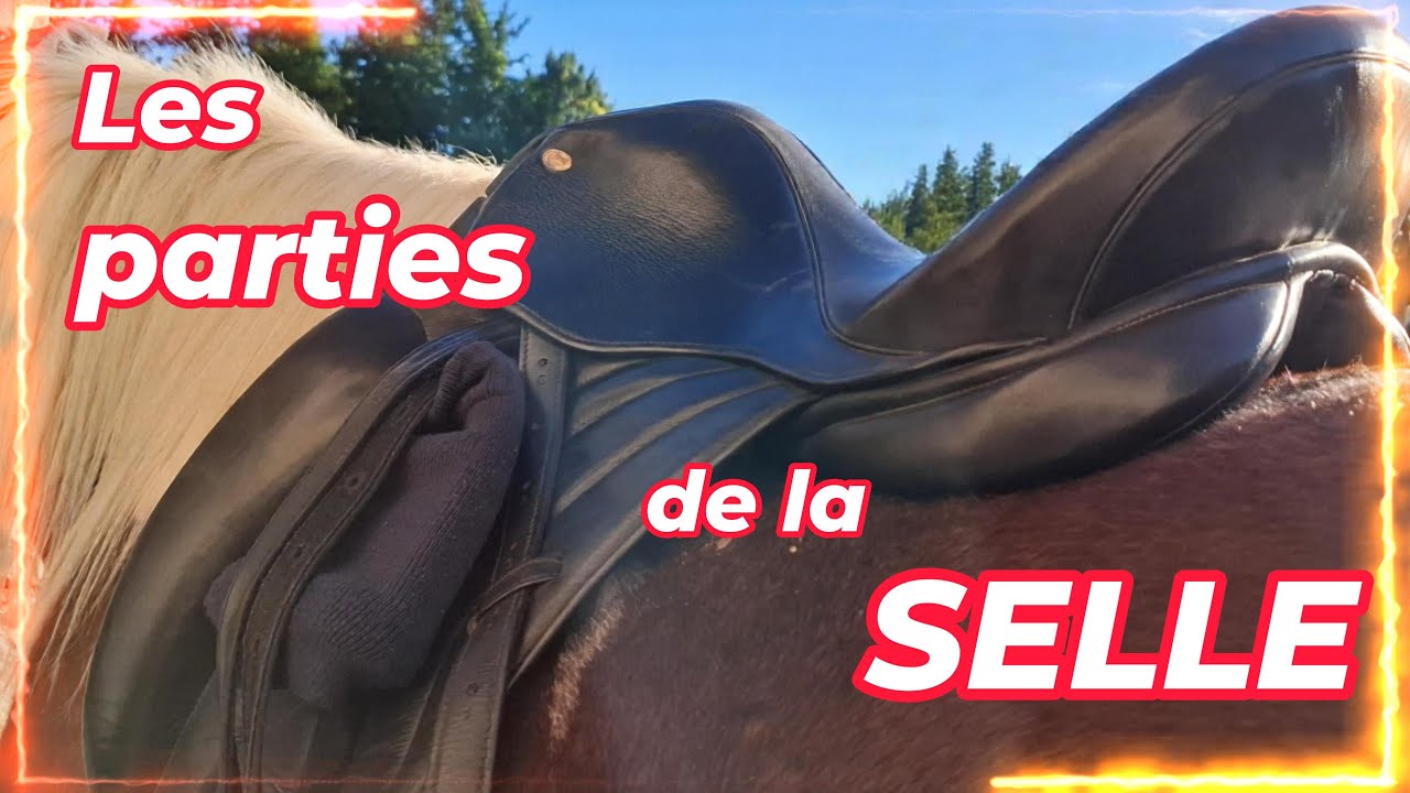[GALOP 1] LES PARTIES DE LA SELLE