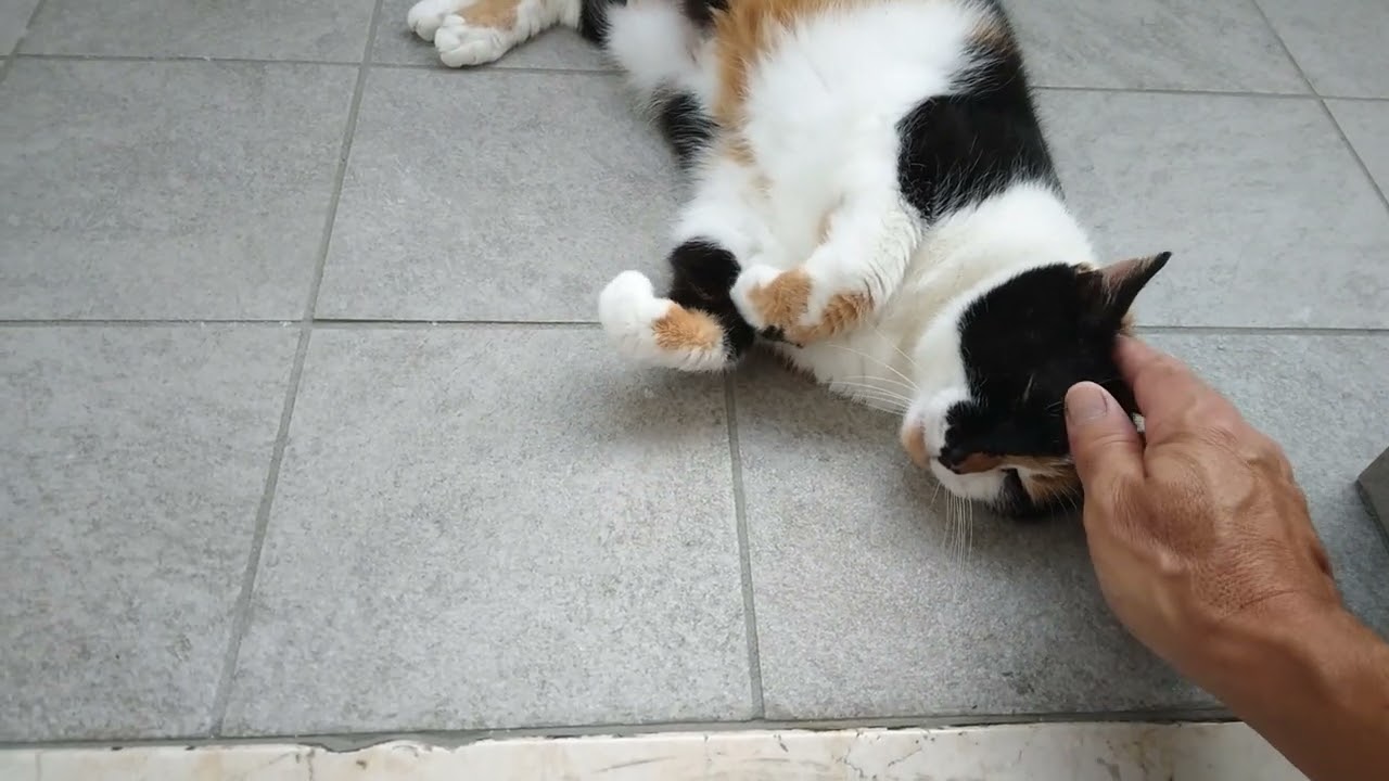 #funny #cute #pets #cat un modo ingegnoso per attirare la mia attenzione