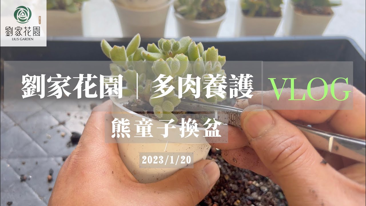 劉家花園—多肉植物養護系列｜熊童子換盆｜度夏後根系檢驗｜上集