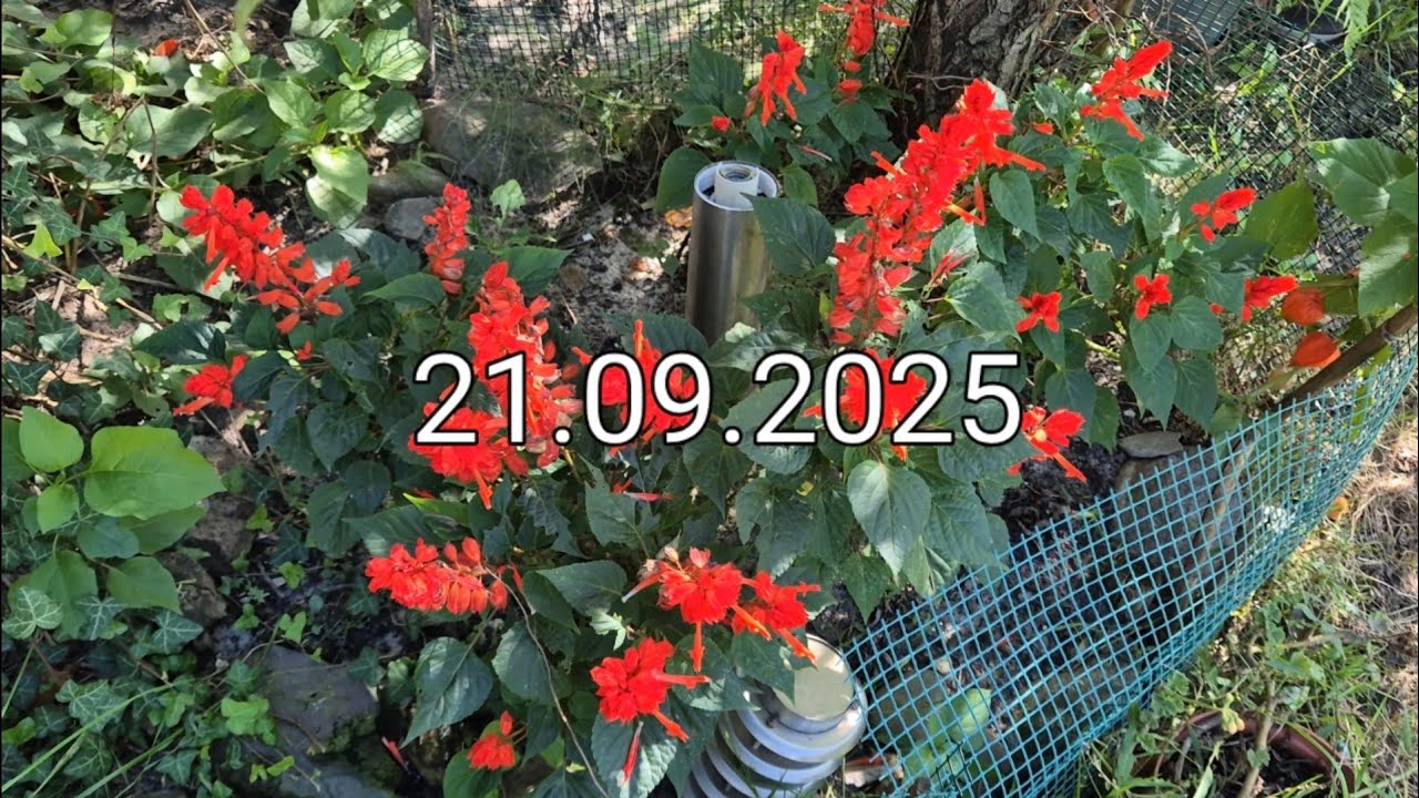 Kwiaty jesienią, podsumowanie lata