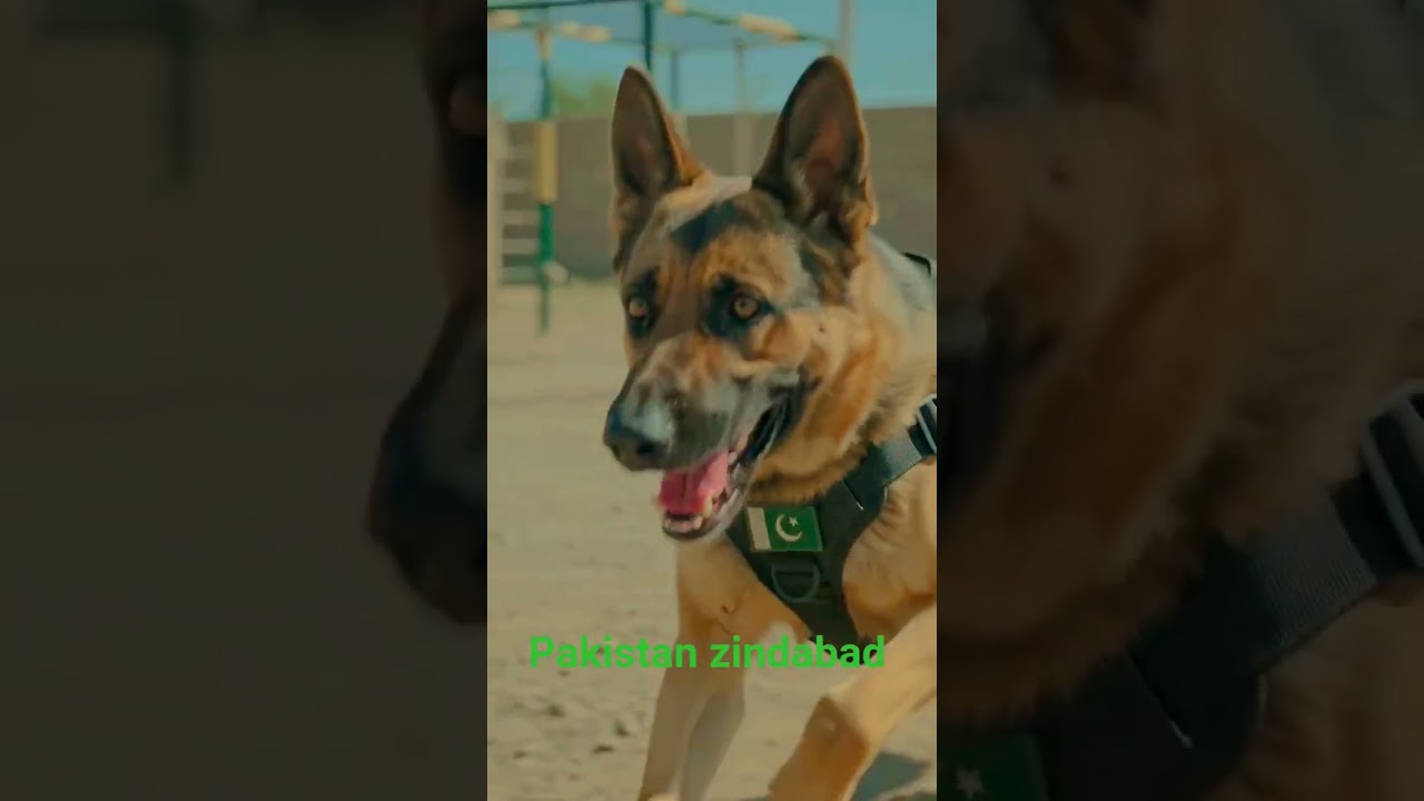 Pakistan army training dog #army #gangster