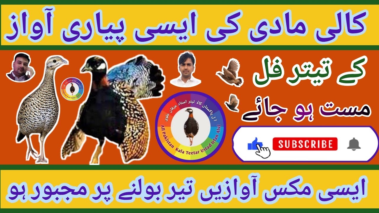 kali madi ki awaz | madi ki awaz| Black teetar female | Female teetar | Tetar | mada teetar ki awaz