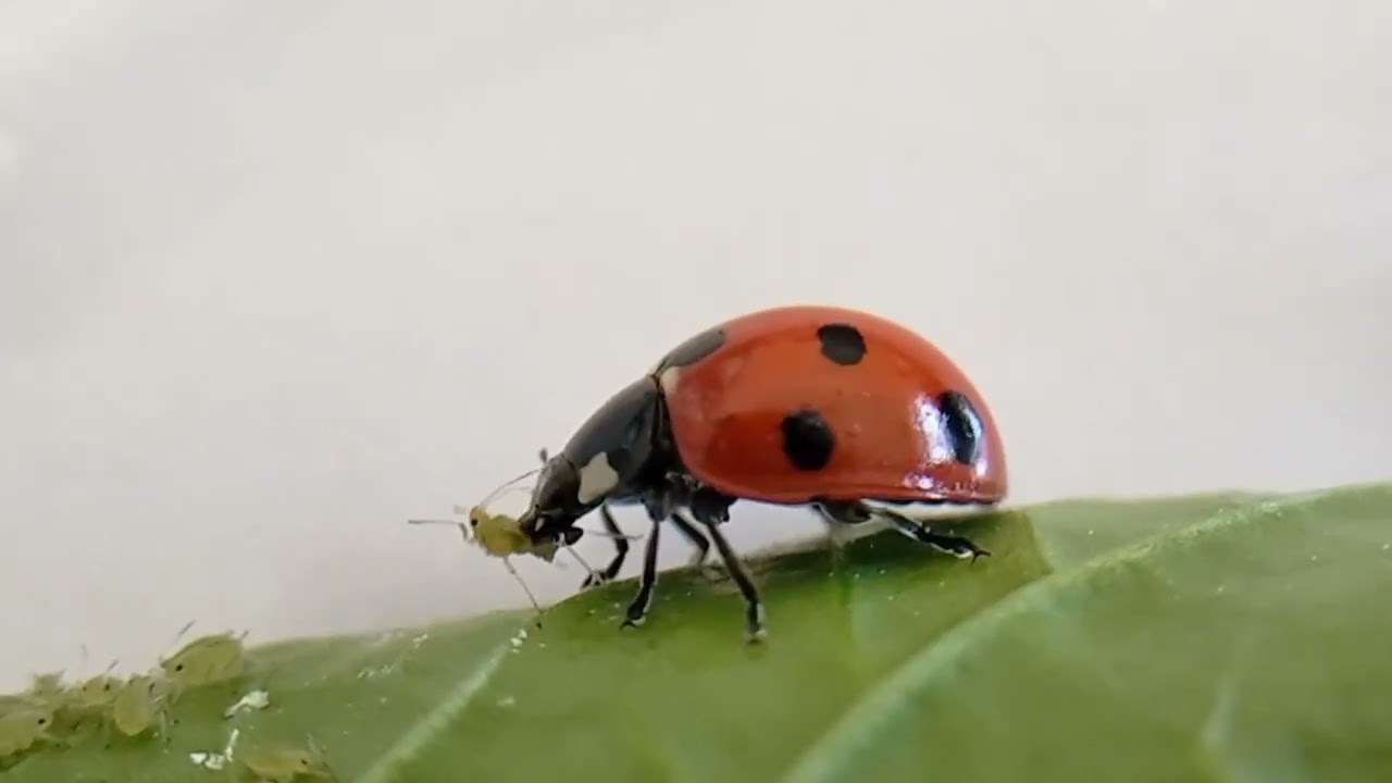 Aphid predator ladybird
