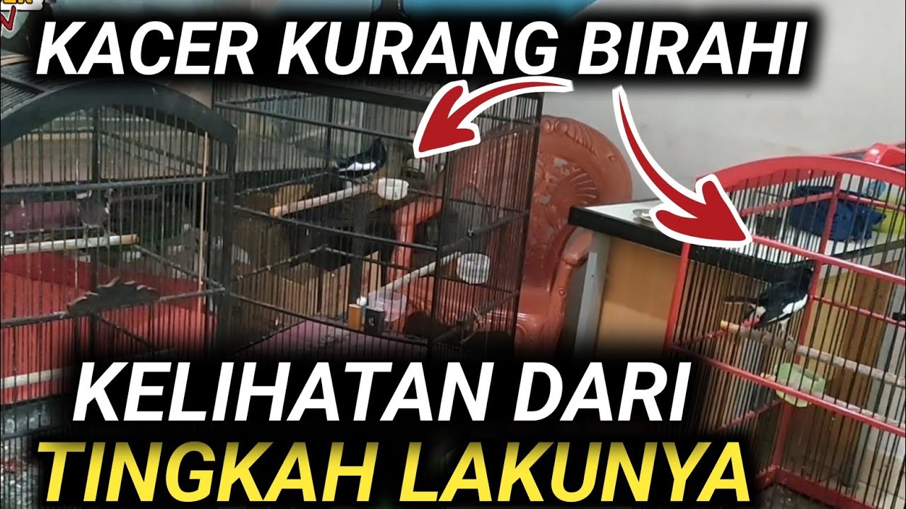 (FULL) INI KACER KURANG BIRAHI