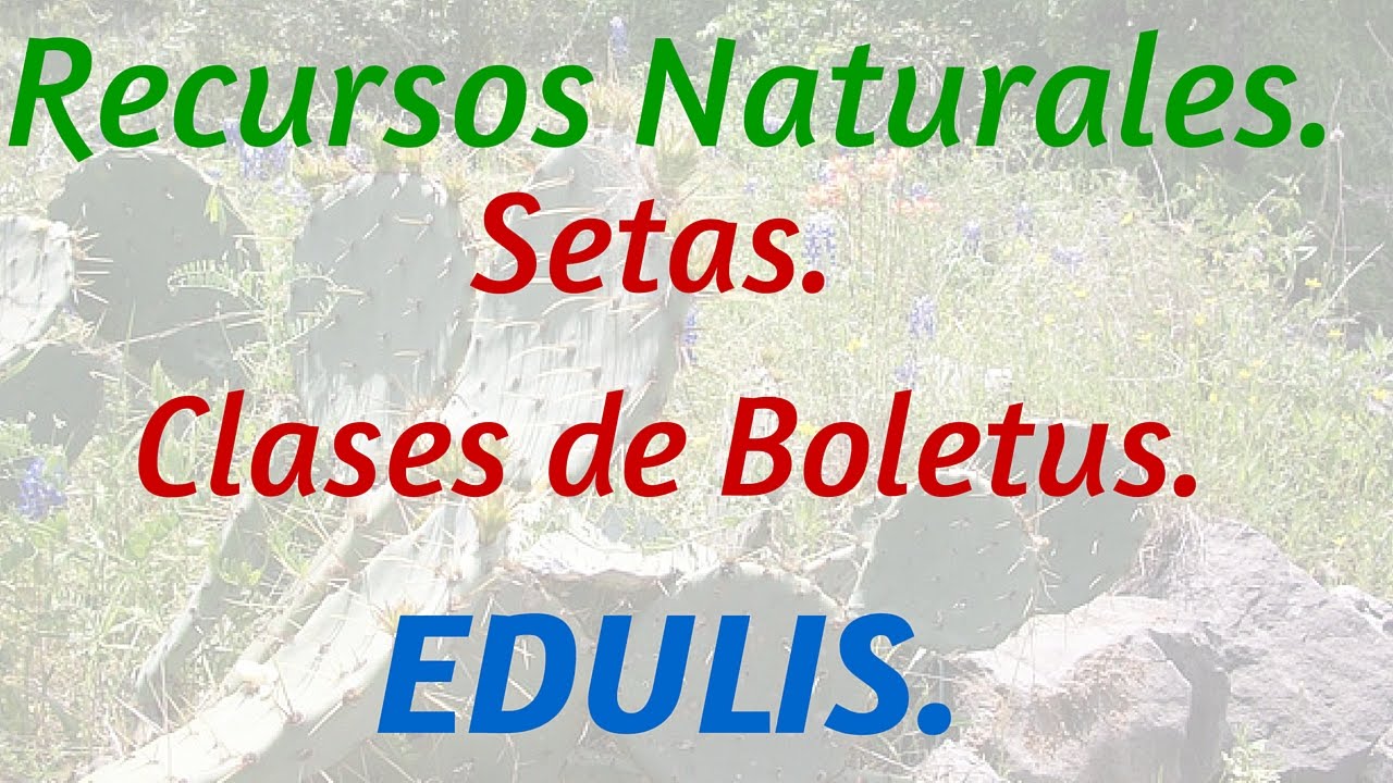Clases de Setas Comestibles. Boletus Edulis.