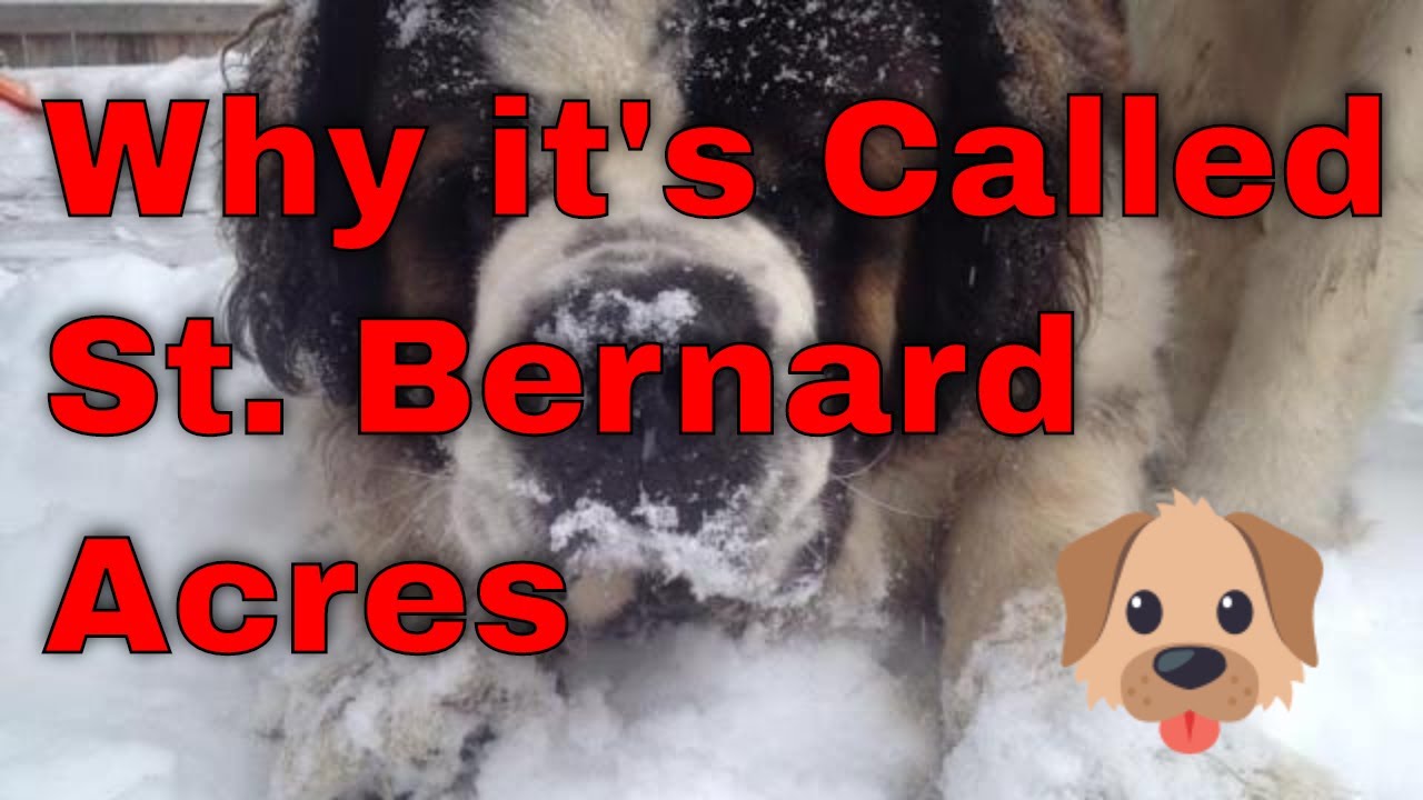 Why I Named it St. Bernard Acres