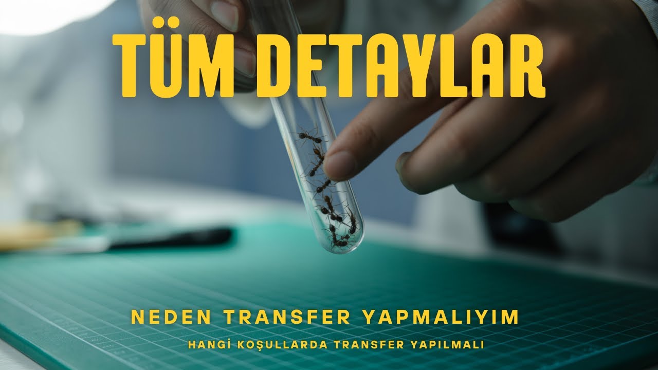 Koloni Transferi Nasıl Yapılmalı ? Tüm Detaylar - Eğitici