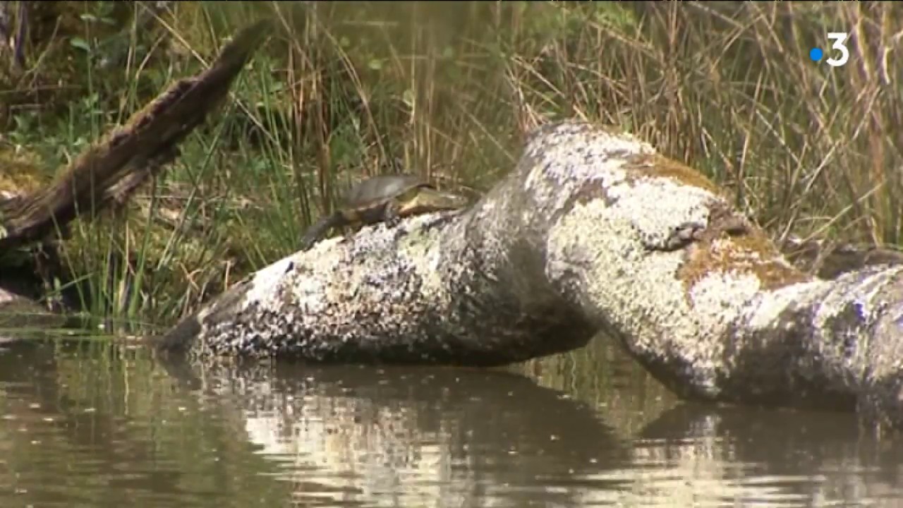 La Cistude d'Europe en Sologne bourbonnaise (France 3 Auvergne) - CEN Allier