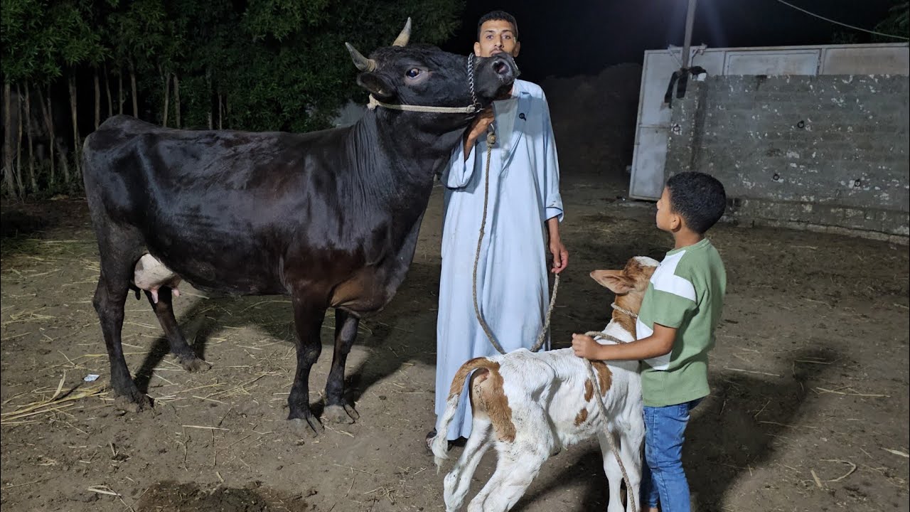 الأصلي وصل افخم سلالات البقر الوالد في مصر والعالم من مزرعة أبو ياسين سيمنتال وهولشتاين الماني بيور