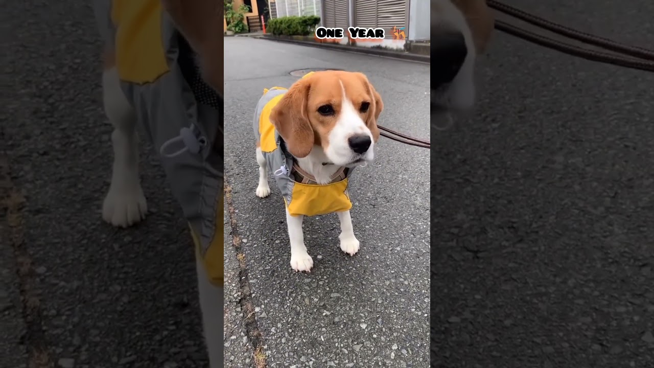 28 days to One Year beagle transformation #feed #transformation #dog #pets #beautiful