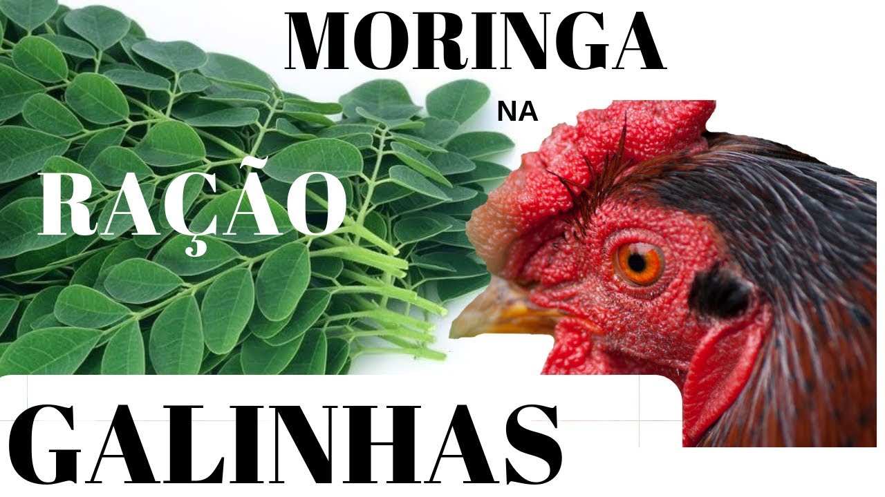 Moringa Oleífera na Ração das Galinhas Aprenda a usar esta Fonte de Proteina