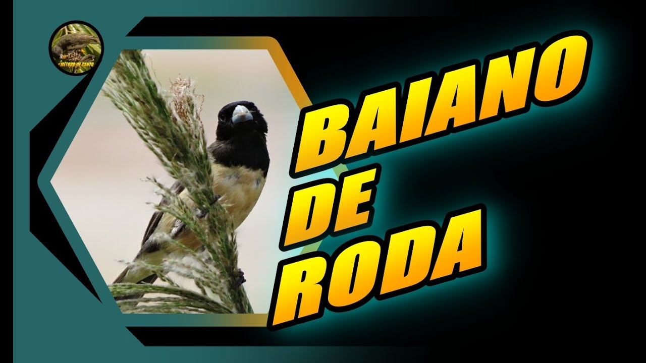 PAPA CAPIM SIL SIL ENCARTE BAIANO🔊ENCARTE DE RODA! ✔️TREINAMENTO #papacapim #silsil #papacapimbaiano