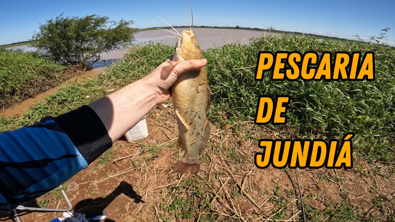 Pescaria de JUNDIÁ nas VALA de ARROZ em TRIUNFO-RS