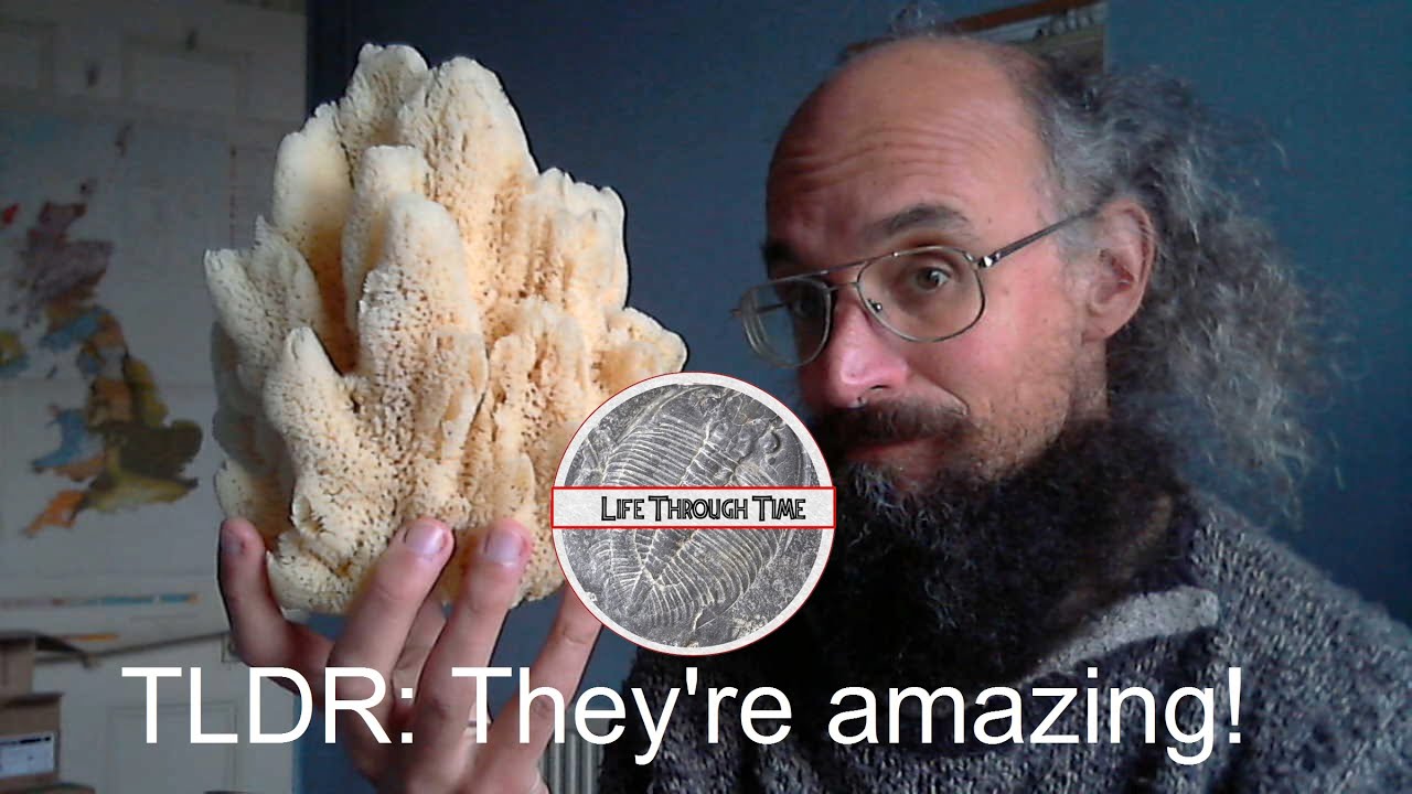 Sponges: the essentials