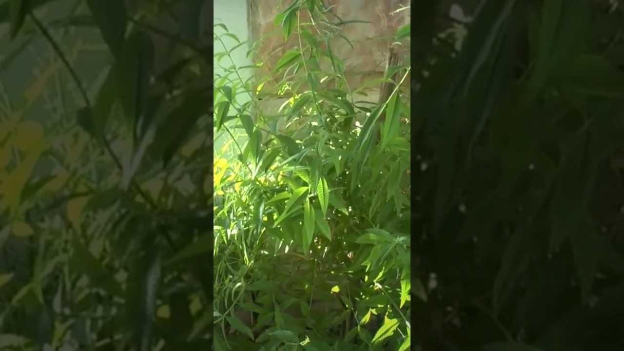 CEDRON Para Que Sirve Beneficios Propiedades y Como Consumir