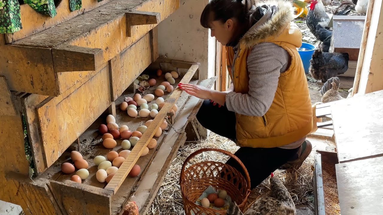 ПОКАЗЫВАЮ КАК СДЕЛАТЬ В КУРЯТНИКЕ 🐔ЧТОБЫ СОБИРАТЬ ЯЙЦА 🥚 КОРЗИНАМИ 🧺