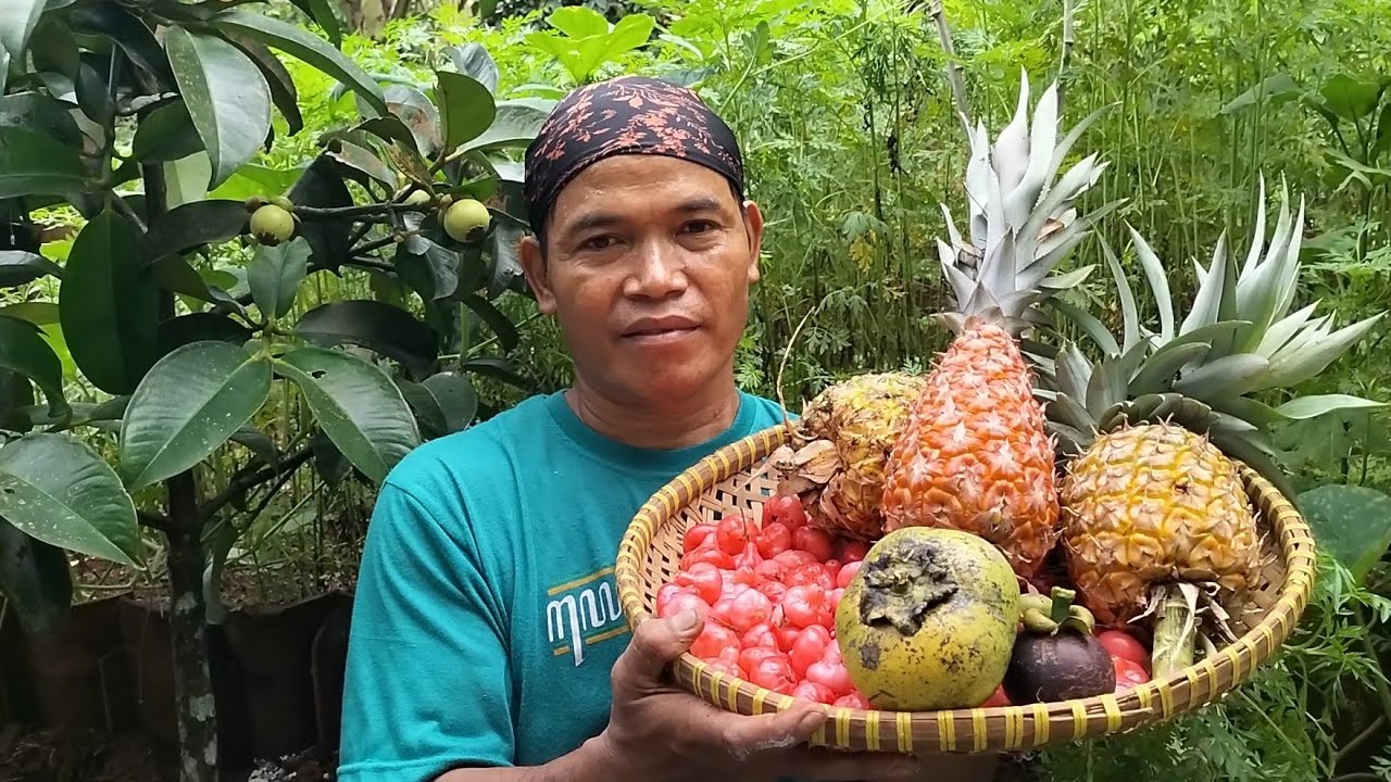 Panen buah di kebun black sapote, manggis, nanas dan jambu wer bersama kang Angger pradesa