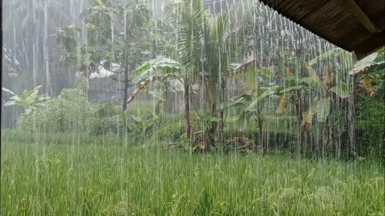 «Спокойный дождь на рисовом поле 🌧️ Снятие стресса, глубокий сон и медитация»