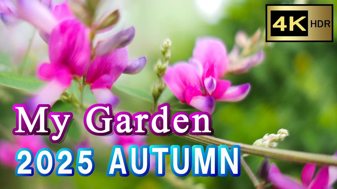 My Garden 《 2025 AUTUMN 》 【4K】