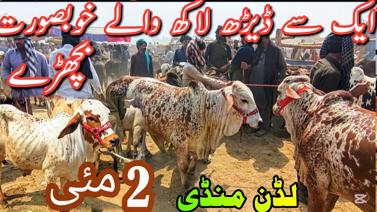 LUDDAN MANDI FRESH UPDATE || Sahiwal Cholistani Bachra For 2026 || Bachra Farming Bread || Cattle
