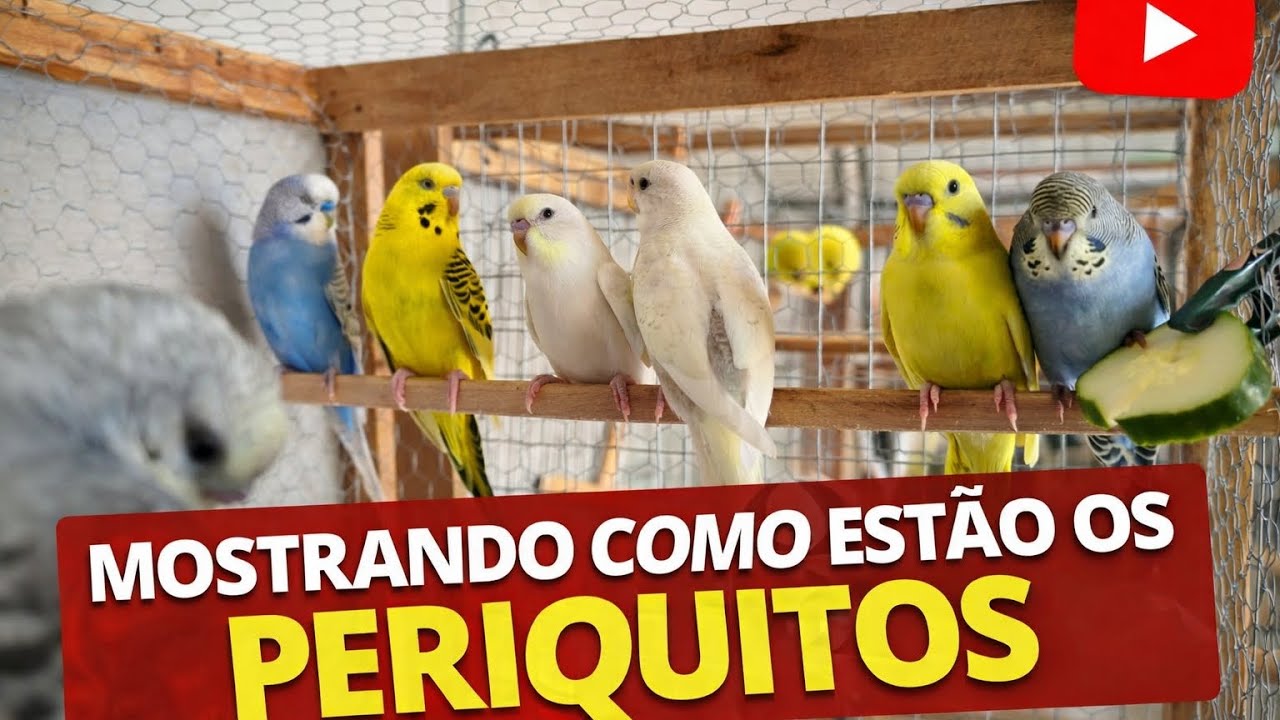 Atualizando a criação 