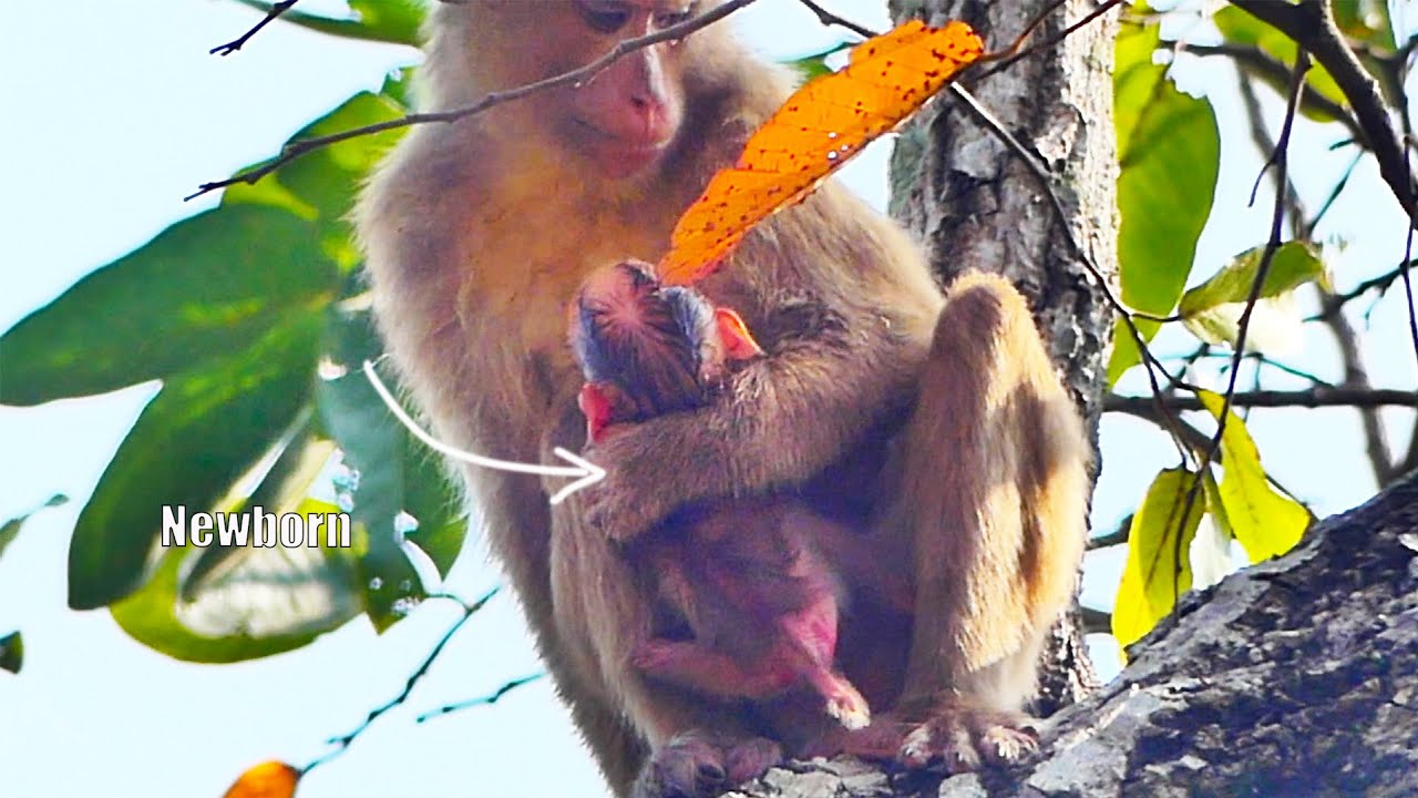 P-o-o-r A-ba-nd-on-ed new mother monkey SARIKA gives birth newborn baby monkey successfully