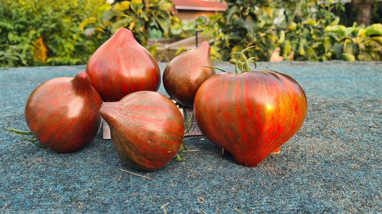 Rebel Starfighter Prime,  Marsha's Heart tomaten in Deutschland