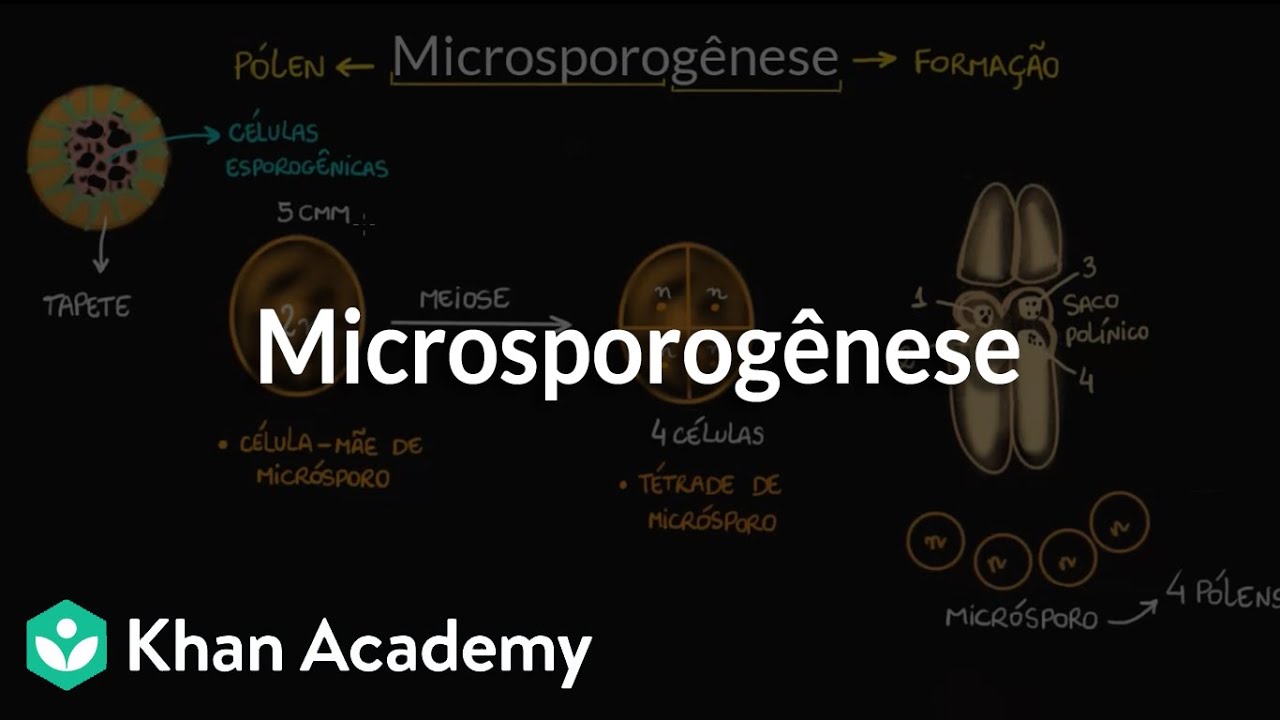 Microsporogênese